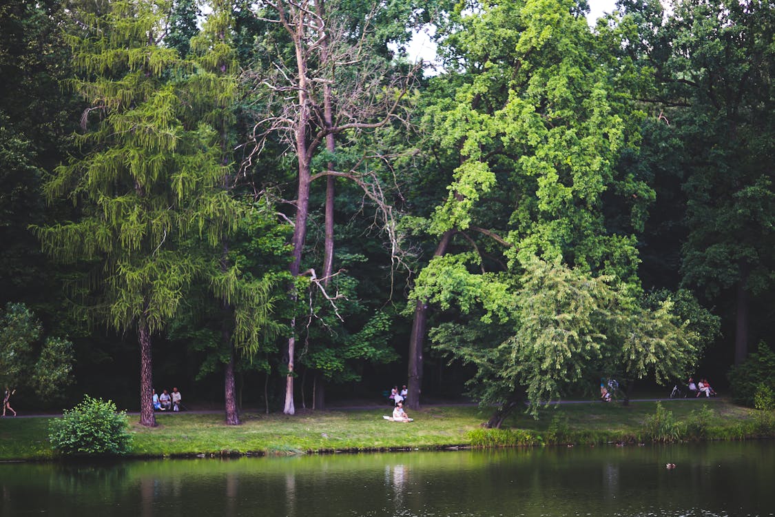 무료 가장자리, 강변, 공원의 무료 스톡 사진