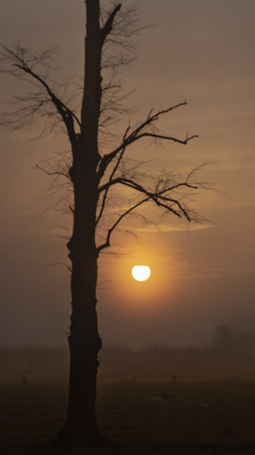 Ilmainen kuvapankkikuva tunnisteilla auringonnousu, auringonnousun värit, luonto