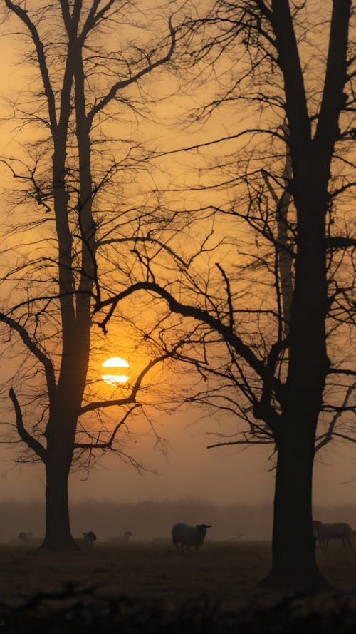 Ilmainen kuvapankkikuva tunnisteilla auringonnousu, auringonnousun värit, luonto