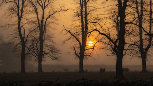 Gratis lagerfoto af natur, solopgang, solopgang farver