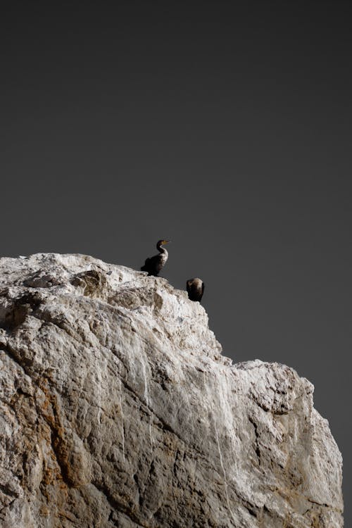 그레이스케일, 동물, 새가 앉아 있는의 무료 스톡 사진