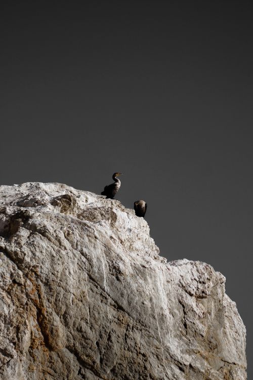 Free A grayscale image of birds perched atop a rugged rock formation, showcasing nature's elegance. Stock Photo
