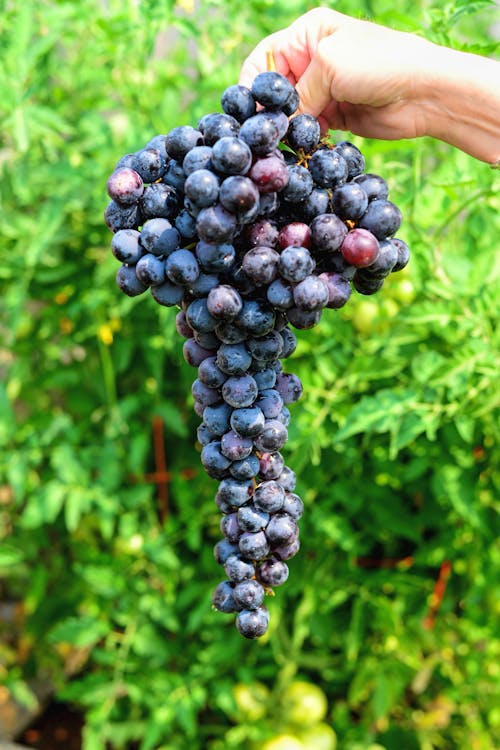 Selective Focus Photo of a Person's Hand Holding a Cluster of Grapes