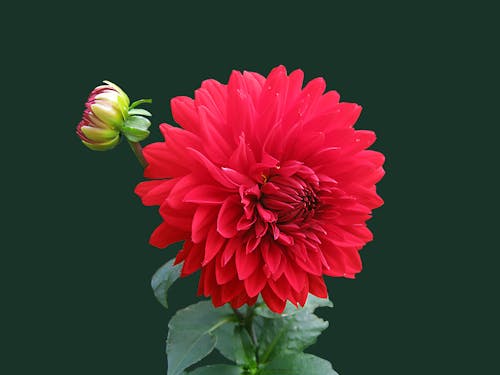 Free Red Dahlia Flower Stock Photo