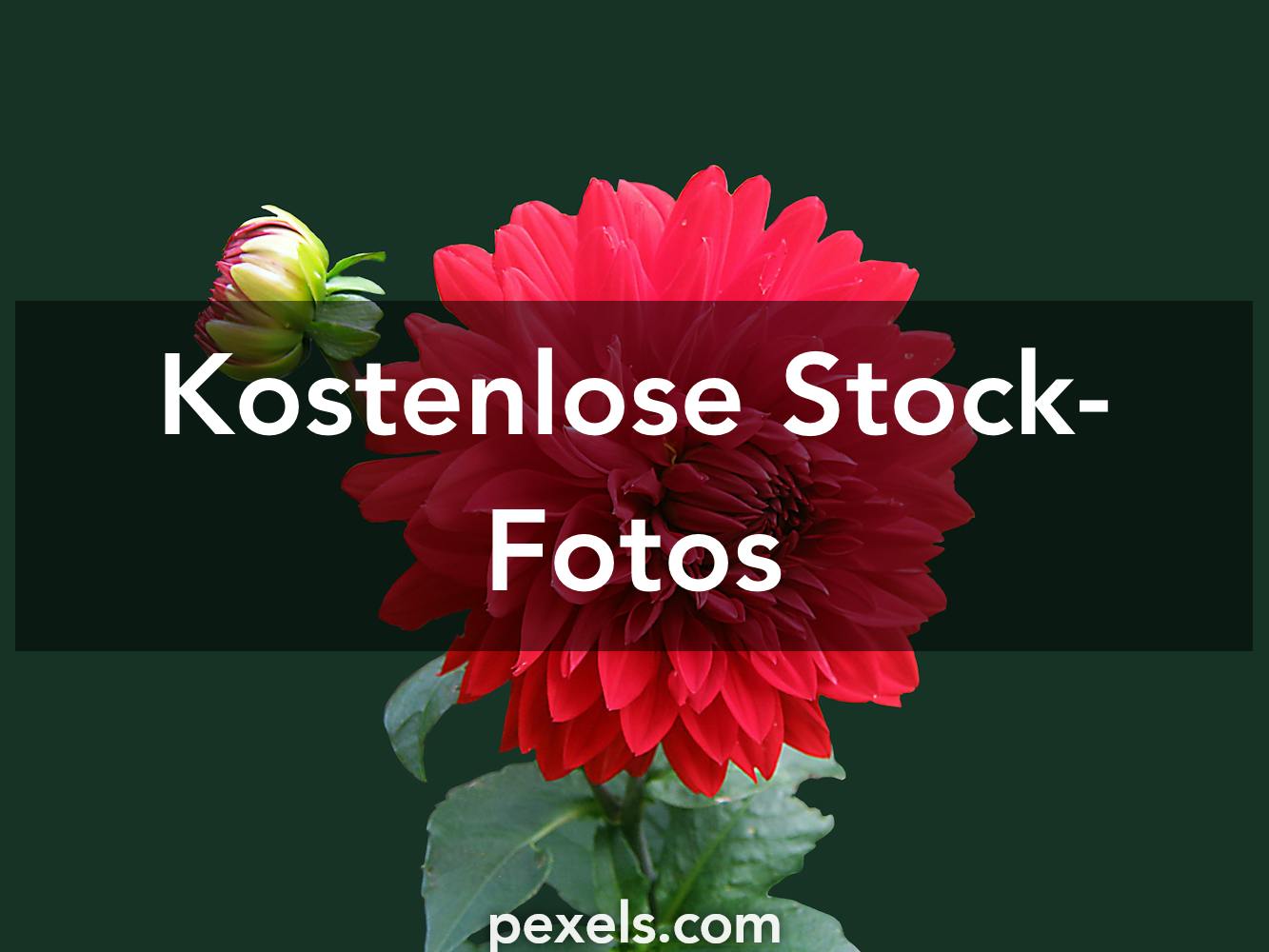 1000 Blumen Wallpaper Fotos Pexels Kostenlose Stock Fotos