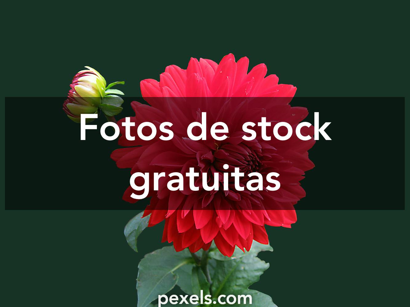 316.349+ Fotos y Imágenes de Fondo de pantalla de flores Gratis · Banco de  Fotos Gratis