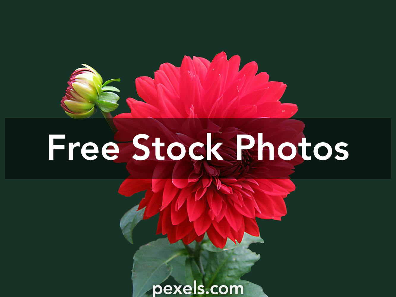100,000+ Best Flower Wallpaper Photos · 100% Free Download ...