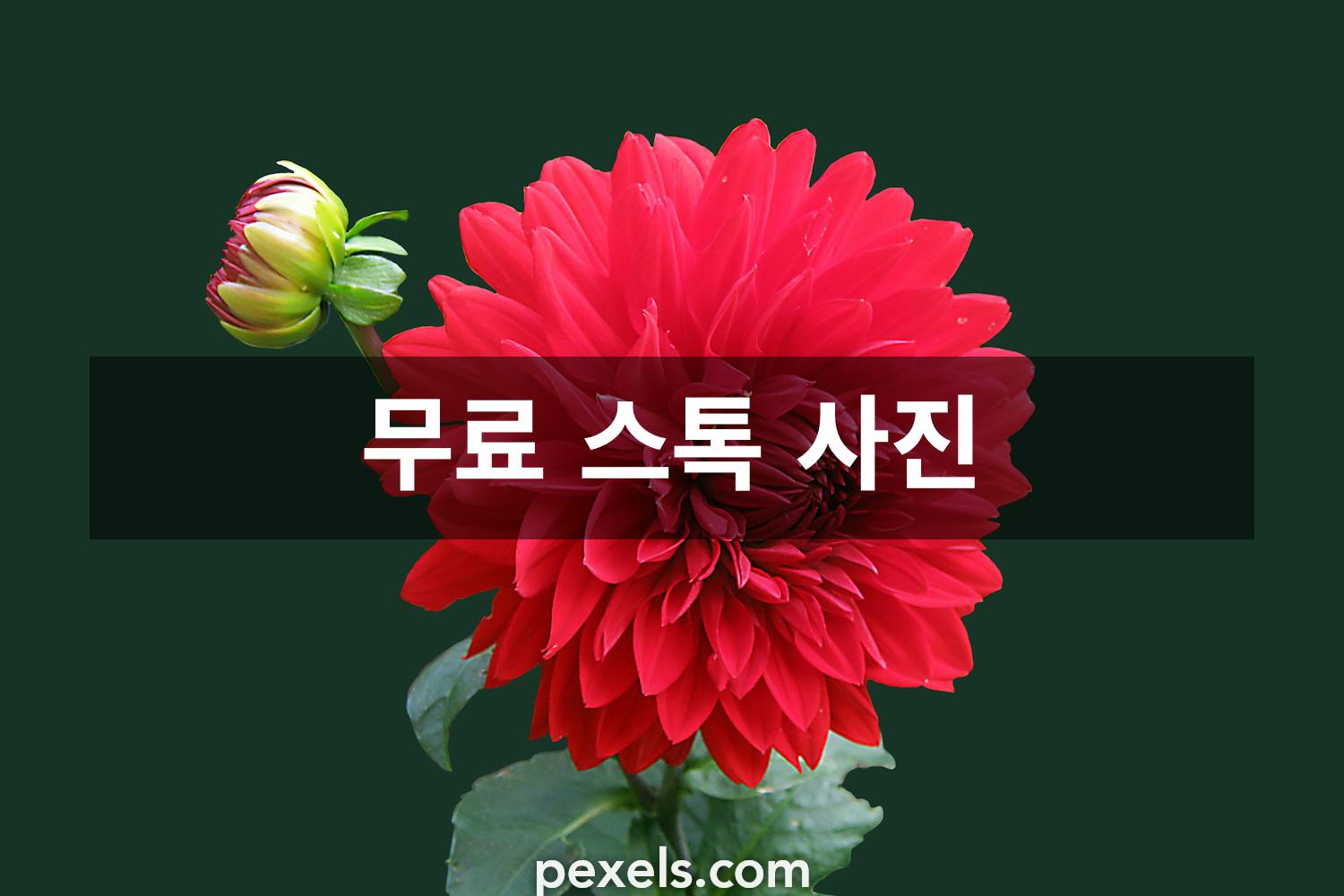 100,000+개의 최고의 꽃 배경화면 사진 · 100% 무료 다운로드 · Pexels 스톡 사진