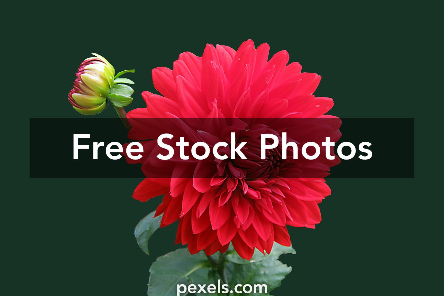 100,000+ Best Flower Wallpaper Photos · 100% Free Download ...