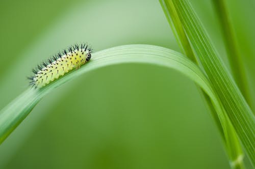 Free Catterpillar Hitam Kuning Pada Cuti Rumput Stock Photo