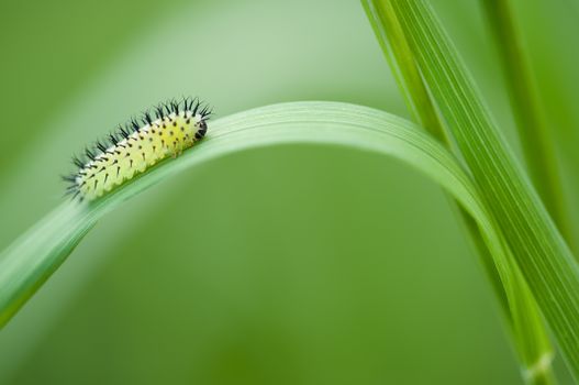 Yellow Black Catterpillar on Grass Leave