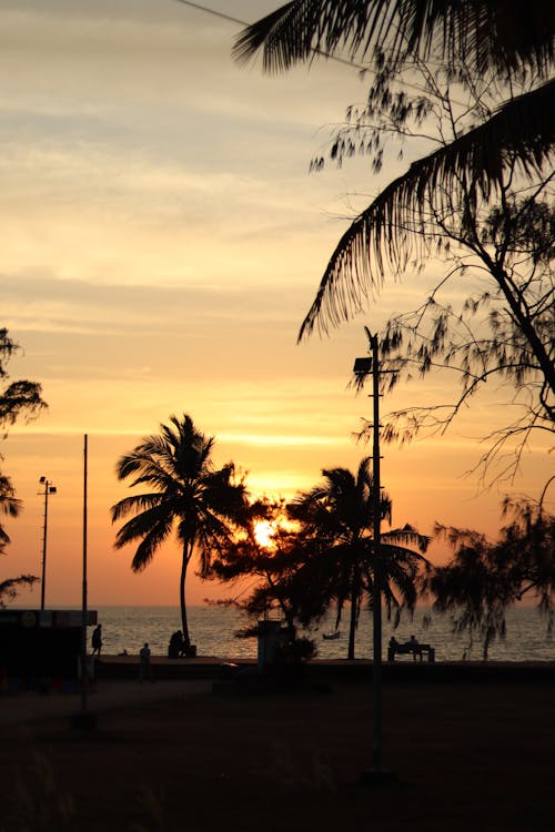 Silhouette of Palm Trees during Golden Hour