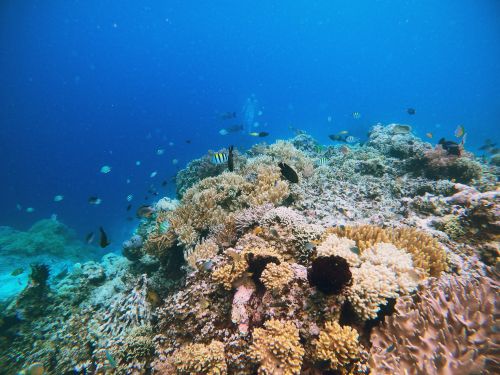 Free Explore the vibrant coral reef teeming with diverse marine life in this stunning underwater photograph. Stock Photo