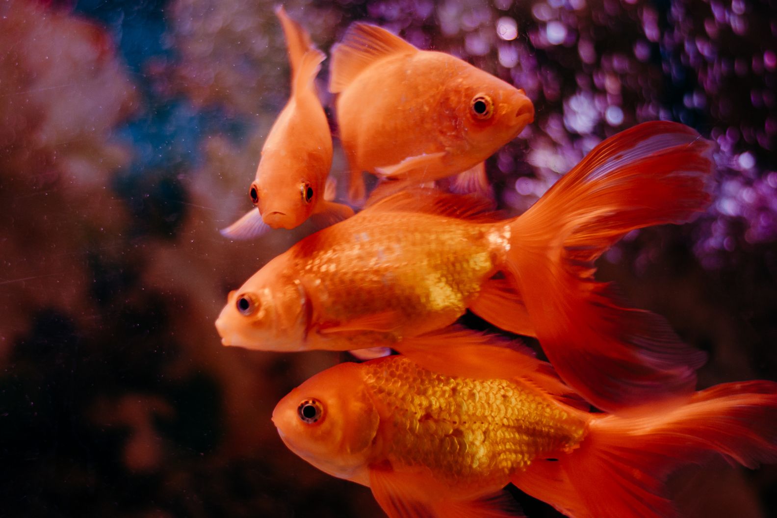 A Comprehensive Guide to Goldfish Breeds and Their Varieties
