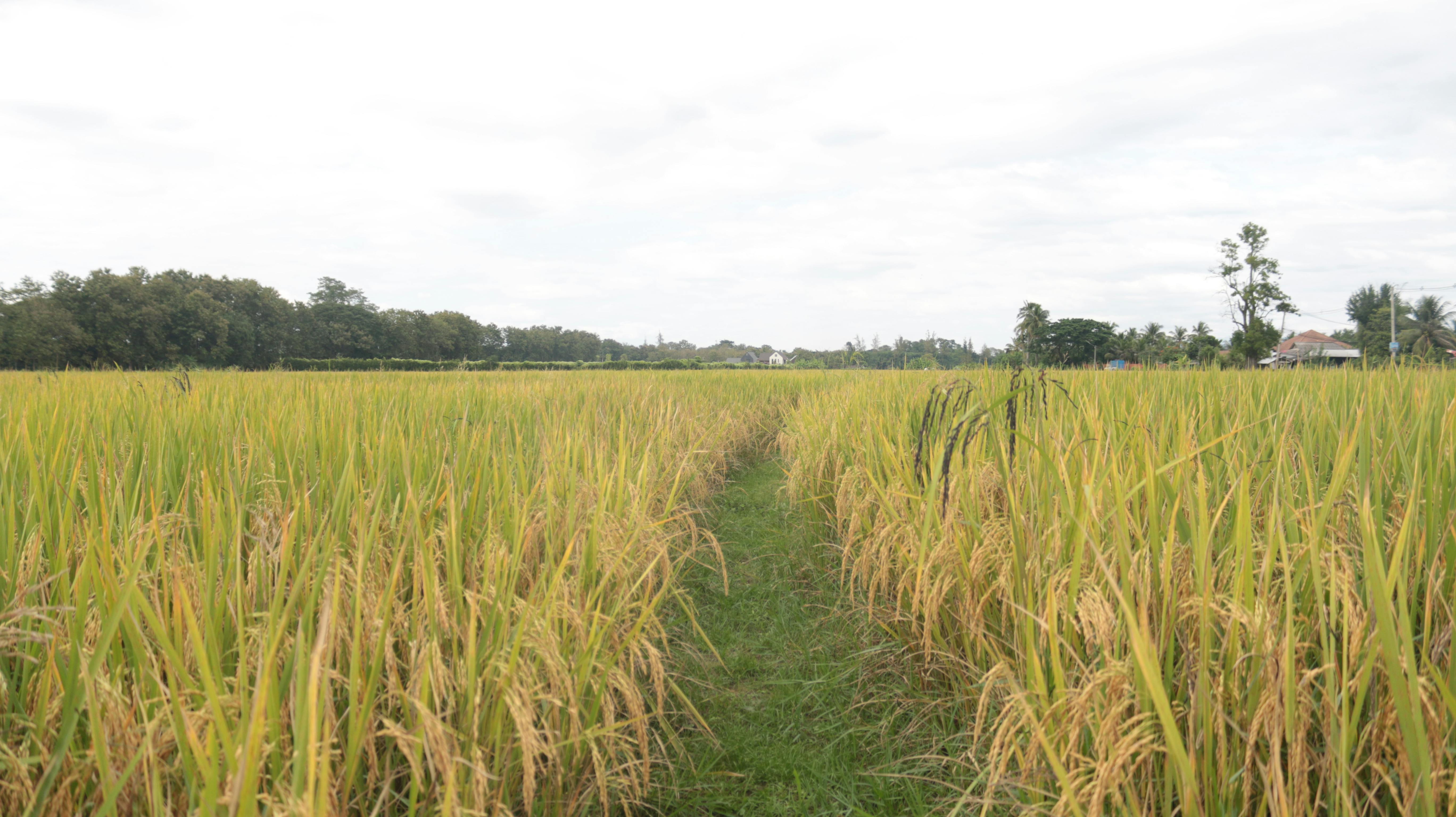 Free stock photo from Nipan · Pexels