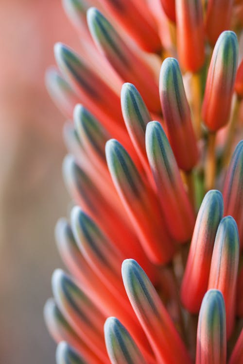 Macrofotografie Van Blauwgroen Geel En Roze Plant