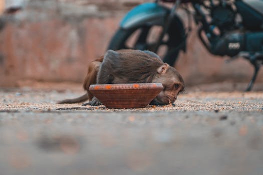 A monkey eating from a bowl on a street in Jaipur, India, showcasing candid wildlife behavior.
