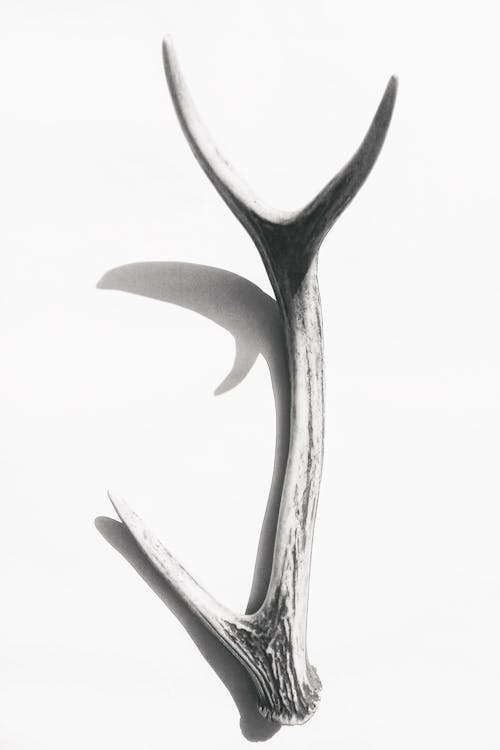 Free Black and white of sharp antlers of wild deer hanging on white background in light room with decoration and shadow Stock Photo
