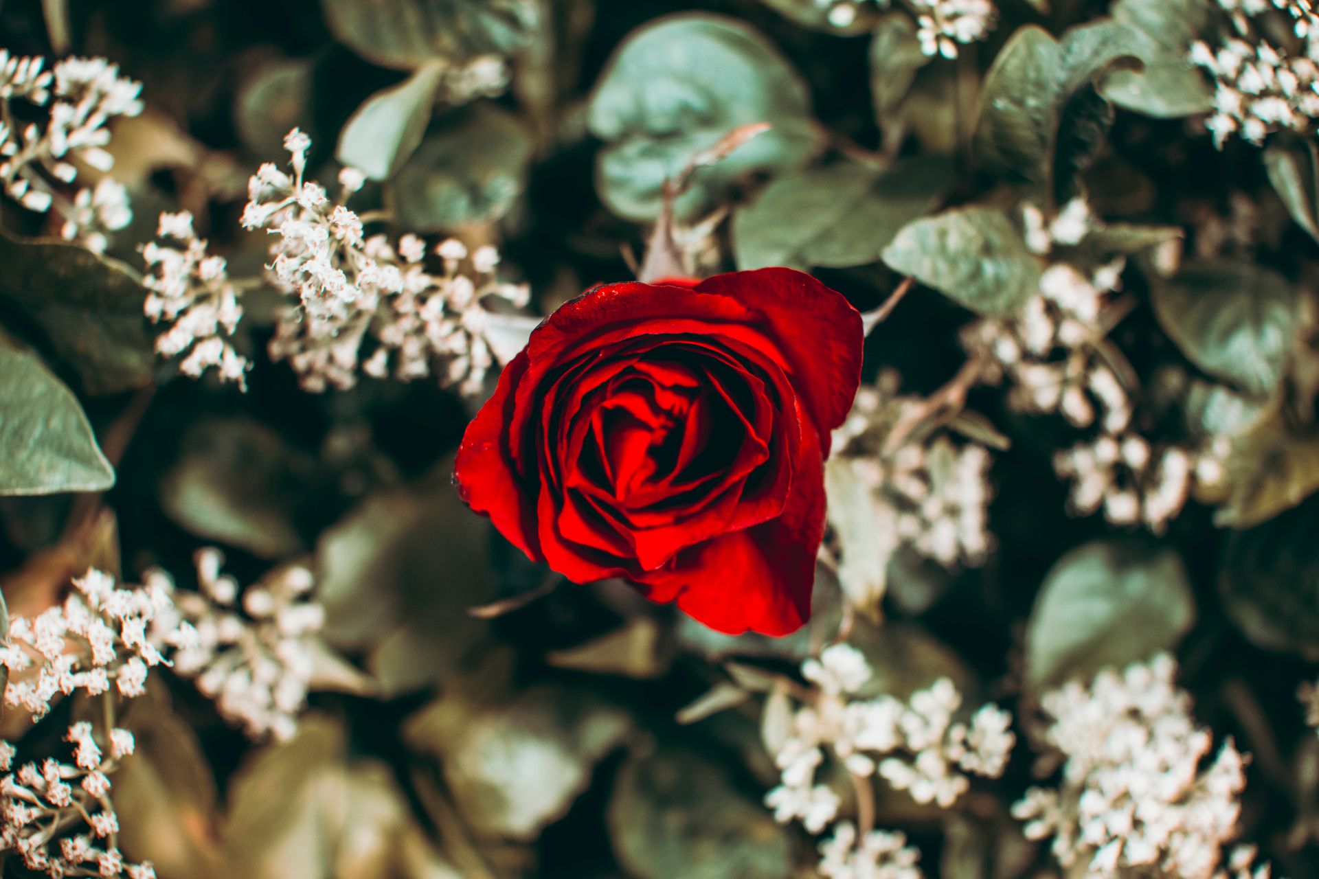 Top view fragrant red rose growing on lush bush in sunny abundant park
