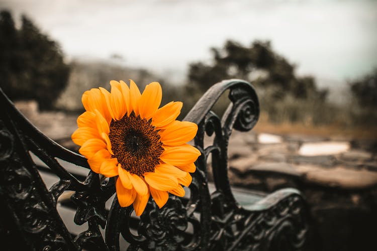 Yellow Sunflower Placed On Bench In Park