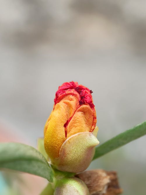 Selective focus of delicate flower with bright petals and green stem growing on blurred background in nature during summer season