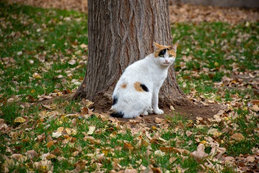 A calico cat sits under a tree surrounded by fallen leaves in autumn.