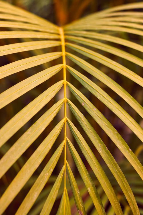 Free Detailed macro shot of a geometric palm leaf pattern in warm tones, perfect for nature-themed projects. Stock Photo