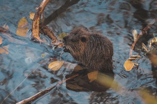 Wild coypu eating food seating in water