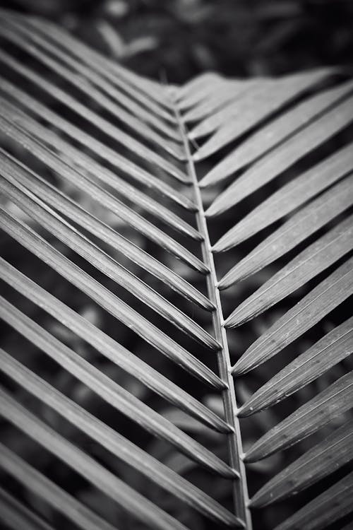 Darmowe zdjęcie z galerii z czarno-biały, liść palmowy, liść palmy