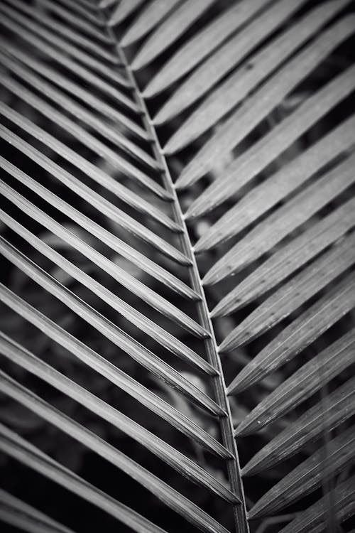 Monochrome Photo of Palm Fronds