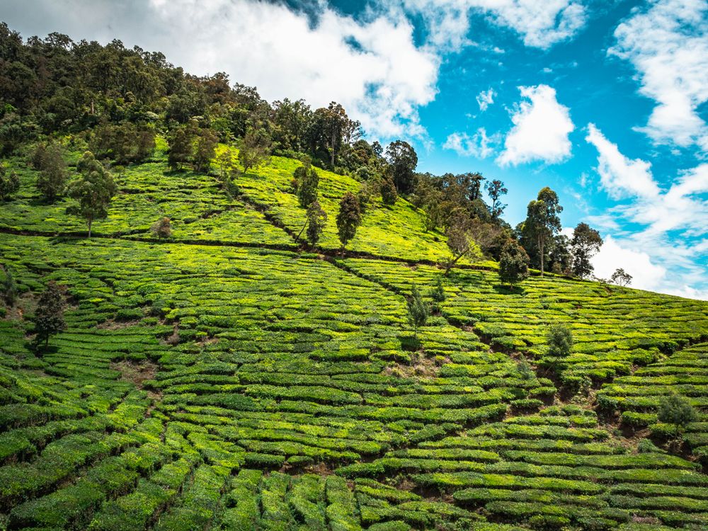 Tea Terrains Verdant tea plantations in hilly terrain · Free Stock Photo