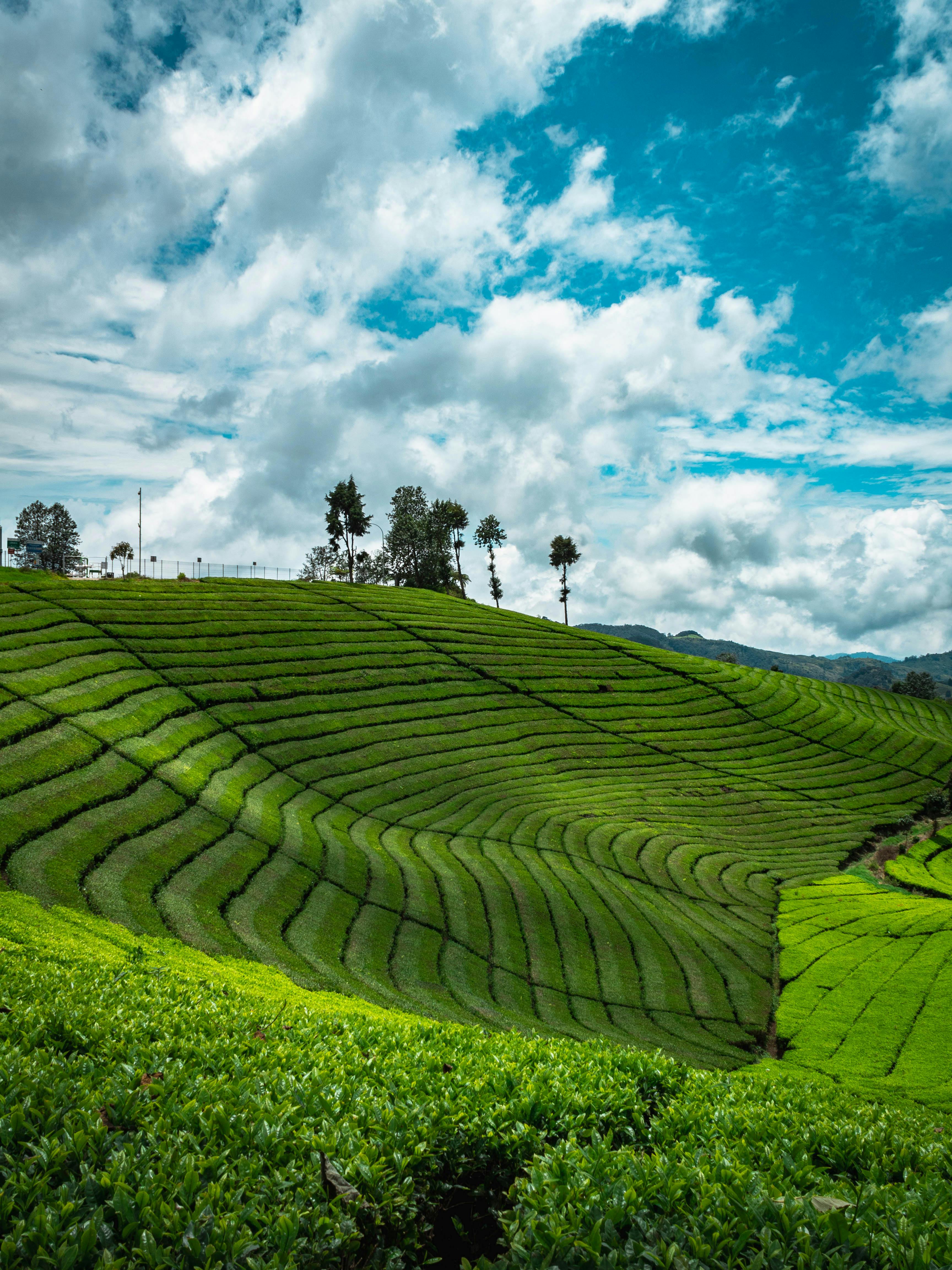 Lush endless tea fields on hill slopes · Free Stock Photo