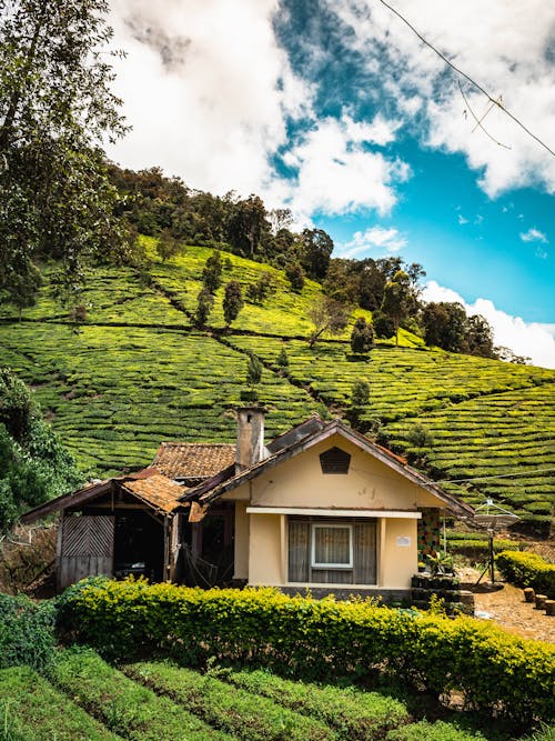 Picturesque scenery of small rural cottage located on bottom of verdant hills with cultivated tea plants on sunny weather