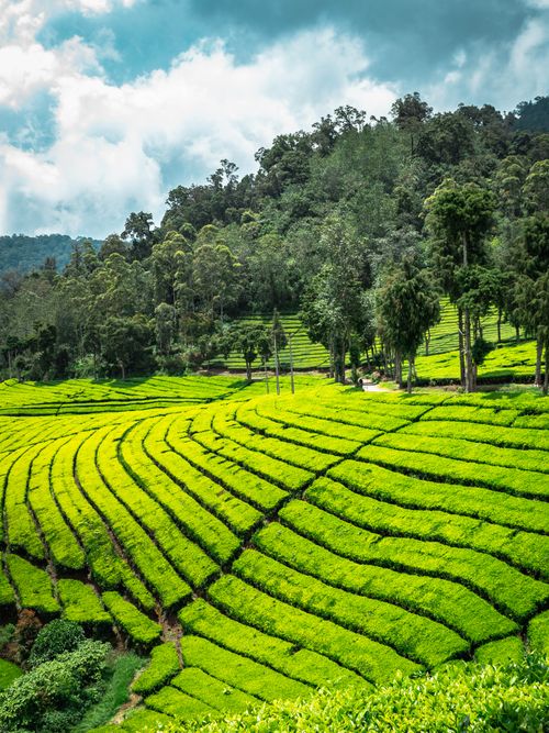 Free Scenic view of abundant tea fields and verdant trees growing on hilly valley growing under blue sky in countryside Stock Photo
