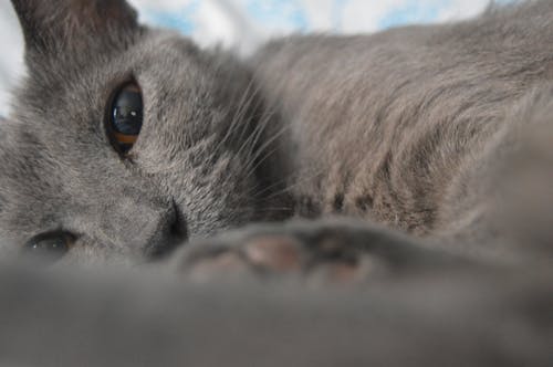 Gray Cat