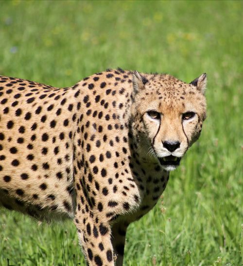 Free Close-up of a cheetah in a green field on a sunny day, showcasing its spotted fur. Stock Photo