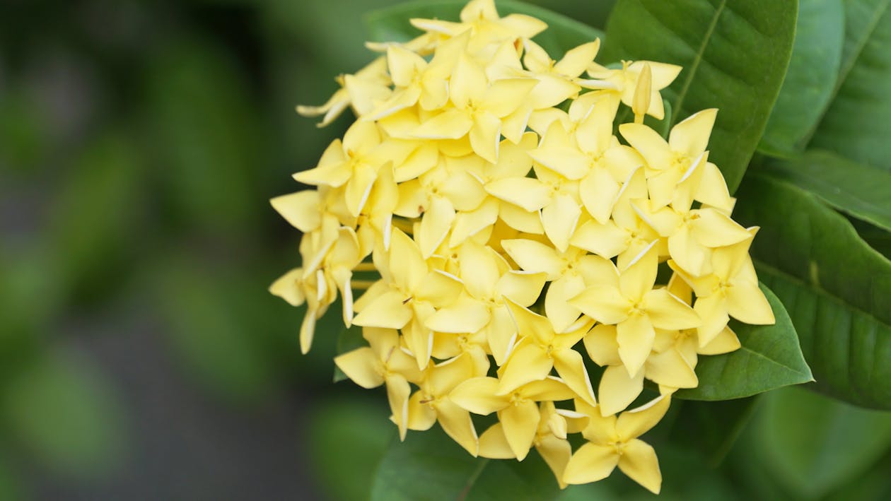 黄色のスパイクの花の無料の写真素材