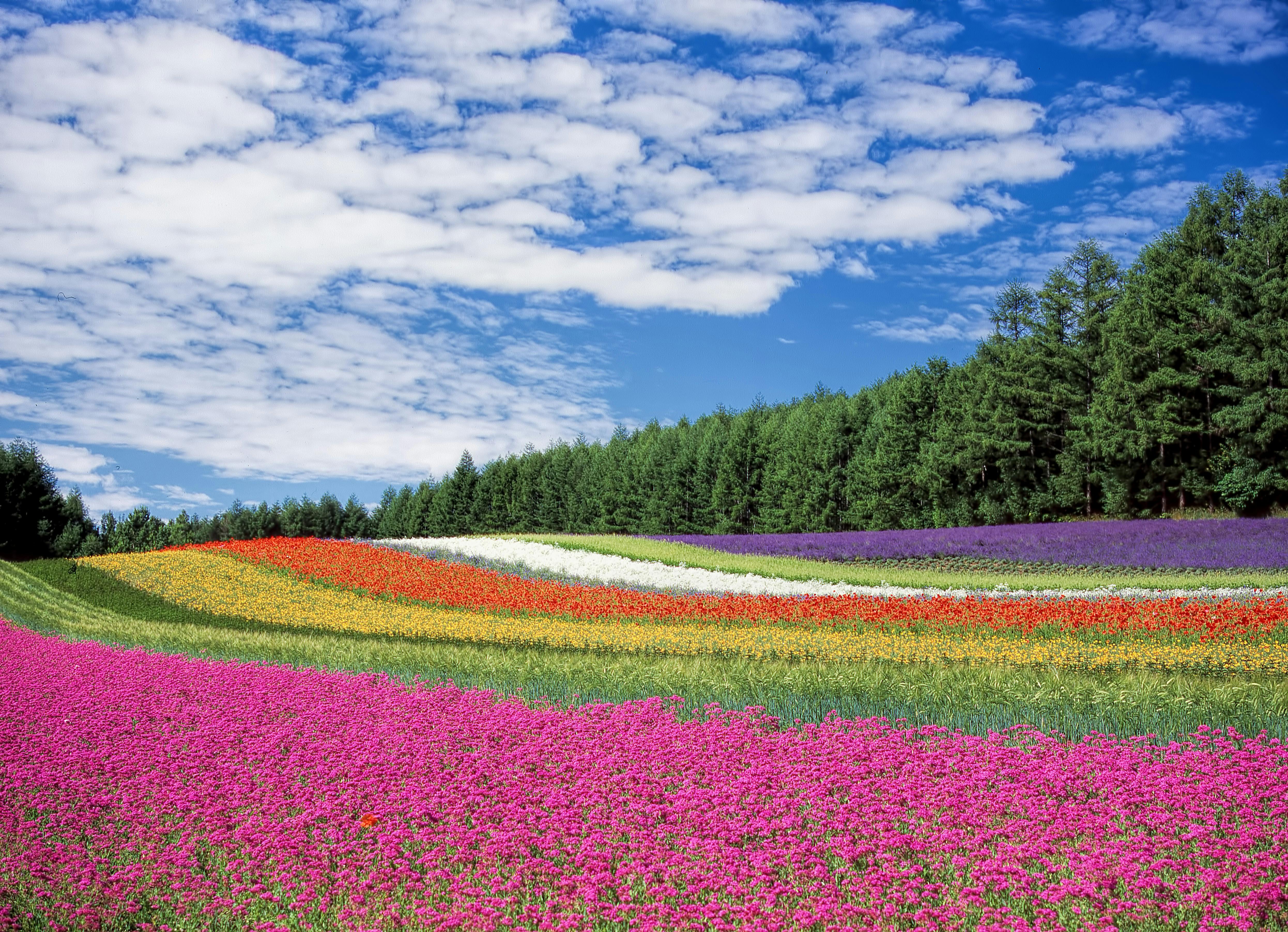 100,000+ Best Flower Garden Images & Wallpapers · 100% Free Download ·  Pexels · Free Stock Photos