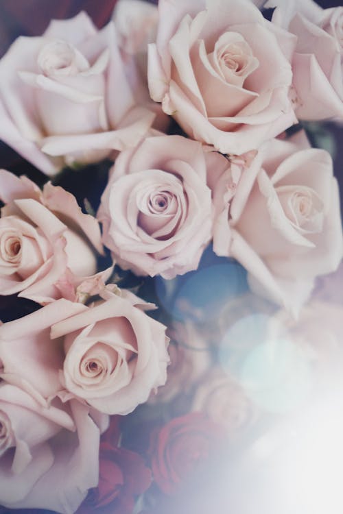 Pink Roses in Close Up Photography