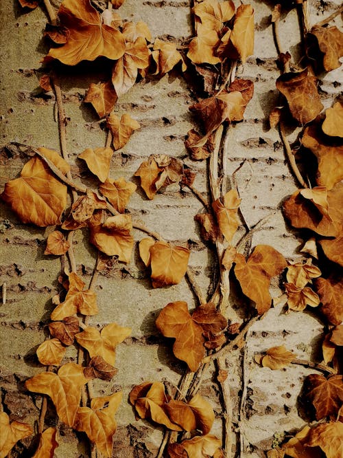 가을, 건조한, 나뭇잎의 무료 스톡 사진