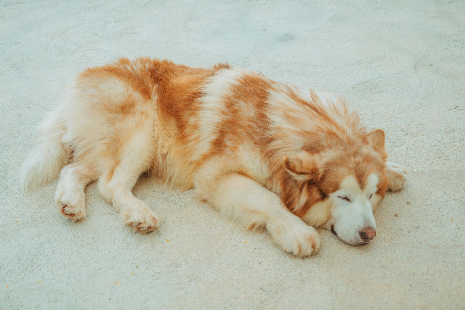 Cute Alaskan Malamute Dog Sleeping on the Concrete Ground