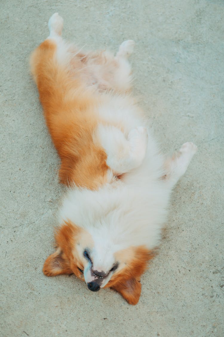 Alaskan Malamute Dog Rolling On The Ground