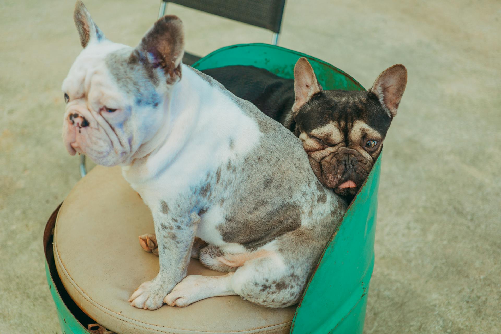 French Bulldogs Sitting on a Couch