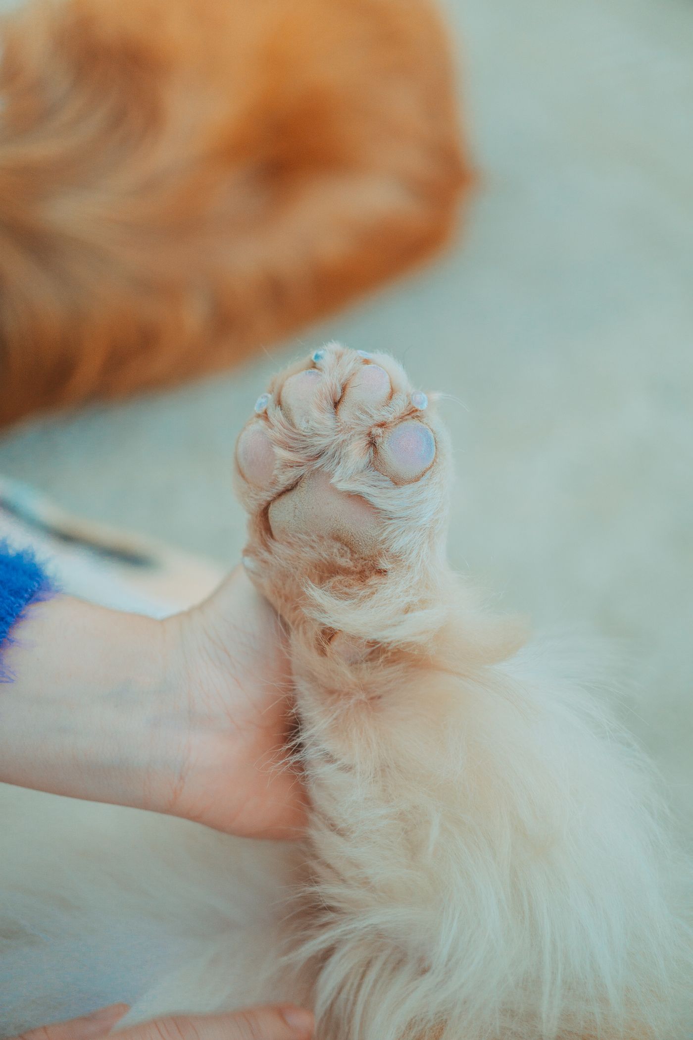 Pet parent gently holding a dog's paw