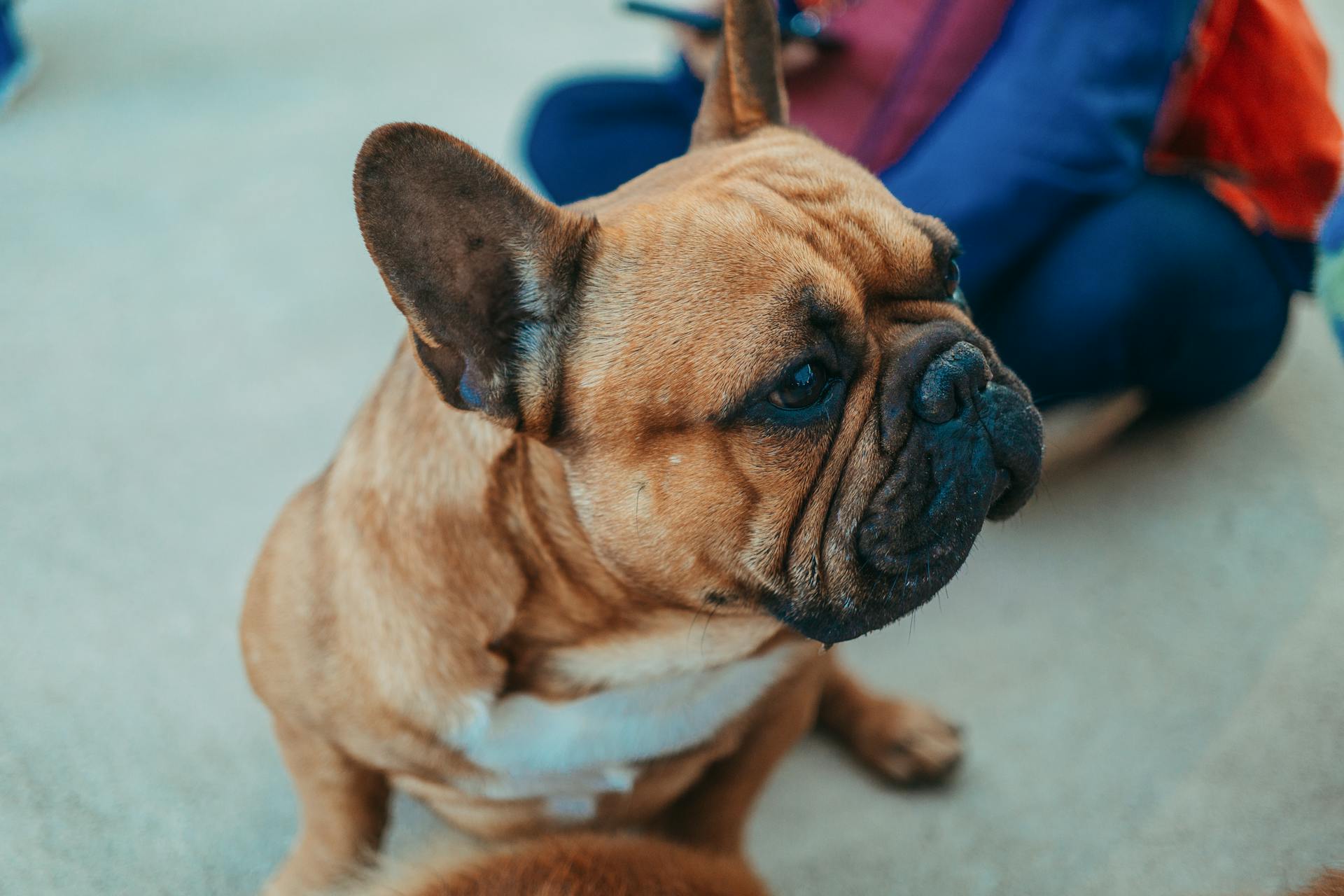 Close-up Shot of French Bulldog