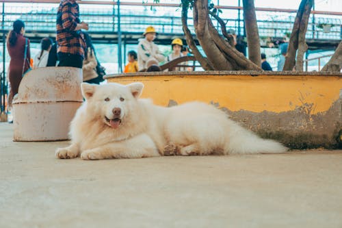A Cute Furry White Dog Lying on the Ground Away from the Crowd