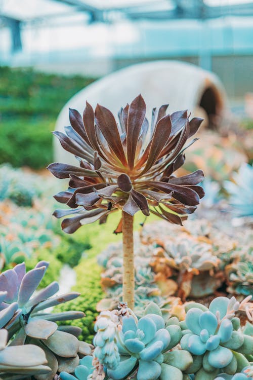 Free Black and Purple Succulent in Close Up Photography Stock Photo