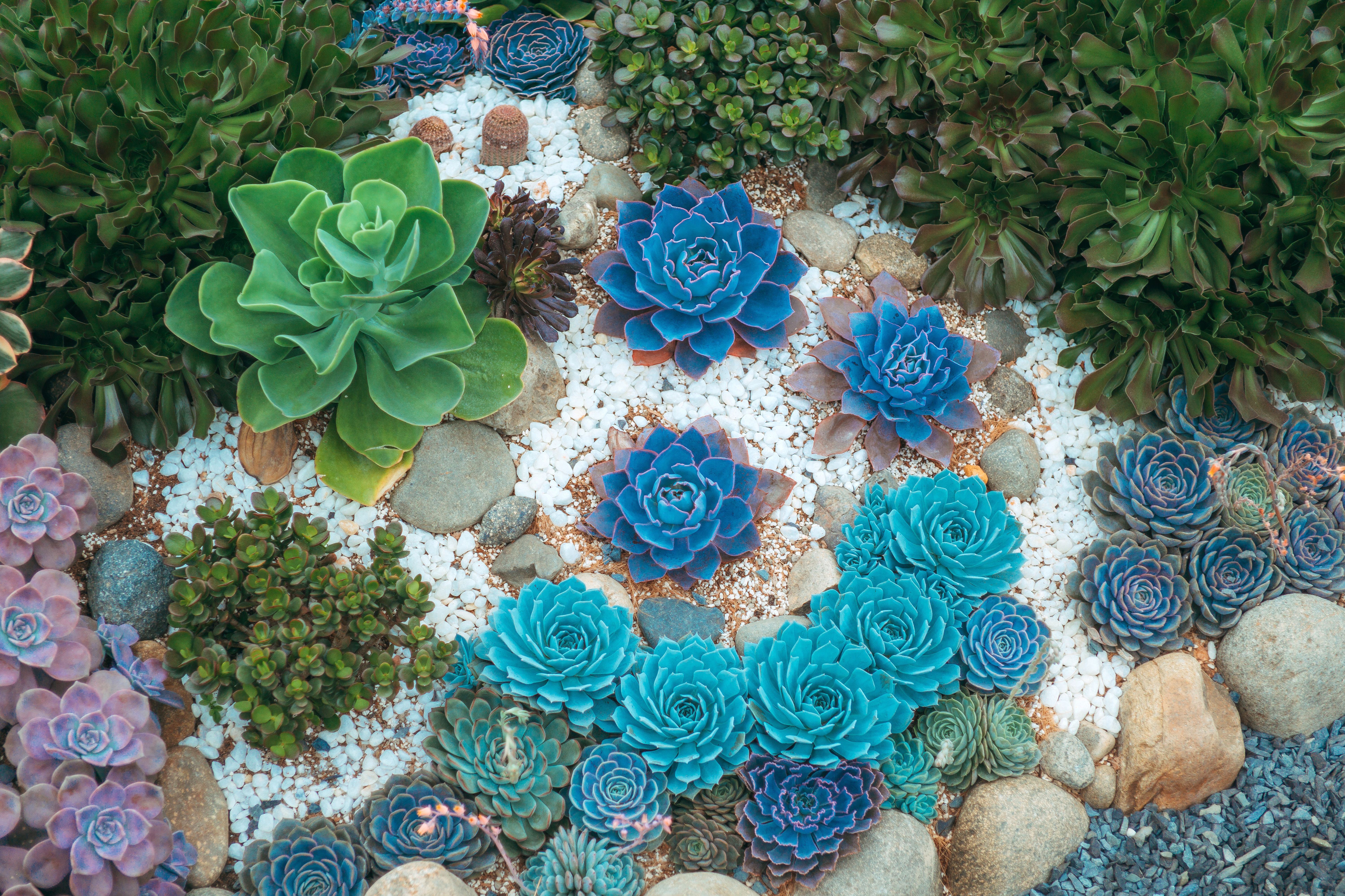 diverse textures and colors of succulents in a zen arrangement - zen garden succulent designs