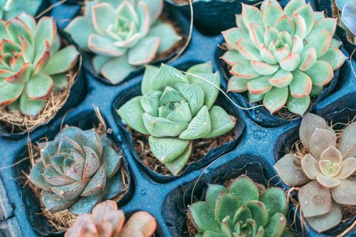 Free A detailed view of various succulent plants organized in black trays, showcasing vibrant green tones. Stock Photo