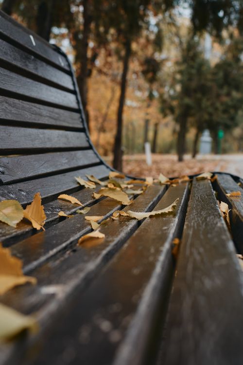 Free Close-up of autumn leaves scattered on a wooden bench in a park setting, emphasizing the fall season's beauty. Stock Photo